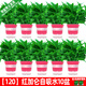 綠有意綠蘿盆栽室內植物花卉綠植水培長(cháng)藤垂吊大葉綠籮新房家用吸除甲醛 120紅加倫吸水綠蘿10盆+壺+10肥 帶盆帶土發(fā)貨