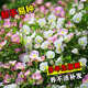 美麗月見(jiàn)草花種籽子多年生宿根易活四季播種開(kāi)花庭院盆栽耐寒種孑 月見(jiàn)草種子【混色】1千粒+肥料