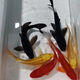 墨一金魚(yú)活魚(yú)黃金錦鯉魚(yú)招財風(fēng)水魚(yú)龍鳳錦鯉好養耐活冷水觀(guān)賞魚(yú) 黃+黑+紅8-10公分各1條+1條備損