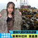 鯊魚哥海帶干貨特厚片干海帶片新鮮散裝霞浦裙菜湯涼拌福建特產(chǎn)海鮮干貨 超值2斤裝1000克