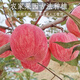 陜西白水條紋紅富士蘋(píng)果2024新鮮經(jīng)典老品種脆甜多汁皮薄肉細脆 5斤小果助農款