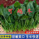 杭賢小尖葉本地土菠菜種子農田菜園耐寒易種小葉菠菜種子陽(yáng)臺盆栽蔬菜 小葉菠菜種子【1袋】約500粒
