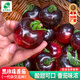 農(nóng)點贊黑珍珠西紅柿種子紅黑番茄籽種圣女果黑布林西紅柿種籽四季蔬菜籽 黑珍珠西紅柿種子2袋
