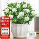 花翁梔子花帶花苞盆栽植物花卉【多分支大苗】梔子花+蓮花盆源頭直發(fā)