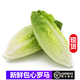 桃李村【順豐】包心羅馬生菜 包心羅紋沙拉菜西餐配菜 新鮮蔬菜 500g