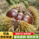板栗樹(shù)苗果樹(shù)苗大紅袍板栗苗水果苗栗子苗嫁接大板栗樹(shù)苗南北方種植盆栽地栽當年結果 大紅袍 3年苗（好成活）