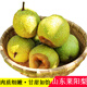 曠古農(nóng)業(yè)山東萊陽慈梨 正宗貢梨 脆甜多汁 新鮮當(dāng)季水果 生鮮禮盒 特產(chǎn) 2.5kg大果6個(gè)左右