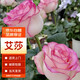 墨一灌木月季花苗特大花盆栽薔薇四季開花 艾莎 40cm 源頭直發(fā)