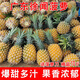 夢(mèng)茜兒廣東徐聞香水菠蘿 水果9斤新鮮鳳梨湛江香脆小菠蘿云南當季生鮮 5斤 中果(3-4個(gè))