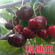 矮化車(chē)厘子樹(shù)苗正宗嫁接特大櫻桃嫁接果樹(shù)果苗地栽盆栽南北方種植 【萪廸亞】 2年小苗1顆【后年結果】