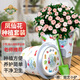 德沃多肥料鳳仙花種子DIY兒童趣味種植盆栽套裝植物觀(guān)察杯杯六一兒童節