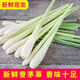 思蔬香茅草新鮮檸檬茶香毛草泰國(guó)香茅新鮮食用檸檬草冬陰功湯料原料 2500g