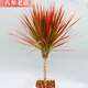 雅卉七彩鐵盆栽五彩千年木三色龍血樹(shù)紅竹觀(guān)葉花植物樹(shù)苗大型室內綠植 單棵30-40厘米 不含盆