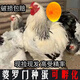 芊姹婆羅門雞種蛋巨型雞活苗純種婆羅門雞受精種蛋梵天雞寵物受精蛋 5枚