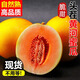 爾曙壹號黃河蜜瓜現(xiàn)摘新鮮孕婦水果當(dāng)季整箱9斤黃金蜜瓜脆甜香瓜哈密甜瓜 3斤