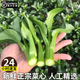 水果蔬菜菜心新鮮菜花菜薹水白菜花心青菜心蔬菜順豐發(fā)貨 5斤裝