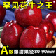 甘肅天水產(chǎn)地花牛粉面蘋(píng)果紅蛇果當季新鮮脆粉糯刮泥老人嬰兒水果 帶箱9.5-10斤 單果80-85mm【特大果】