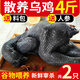 王氏正德 雞 烏雞 農(nóng)家散養(yǎng)烏骨雞 新鮮冷凍現(xiàn)殺生鮮月子雞 雞肉整只 發(fā)2只 凈重1000g/只 送料包+鮮參