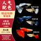 活體寵物熱帶魚(yú)觀(guān)賞魚(yú)草缸孔雀魚(yú)鳳尾魚(yú)繁殖美國全紅巴西紅豹點(diǎn)活體小型魚(yú) 【人氣套餐】純種孔雀3對裝~送糧