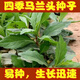 旺園興野生馬蘭頭種子 食用野菜四季播種易種雞毛菜陽臺盆栽 馬齒莧 野生馬蘭頭種子200粒+發(fā)芽肥