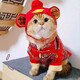 智宙 貓咪衣服過新年喜慶中國(guó)風(fēng)秋冬季保暖狗狗寵物貓貓布偶春節(jié)英短 財(cái)神喵~ XL  【15-18斤】 龍鳳呈祥唐裝
