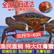東山島鮮活紅膏青蟹福建野生特紅鱘全母大猷蠓黃油螃蟹海鮮禮盒裝 紅膏蟹共三斤【5-6只】
