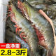 【青島大蝦】新鮮超大海蝦鮮活冷凍海捕大蝦白蝦對蝦海鮮水 20/30規格2.8- 3斤(凈重)  新蝦2.8-3斤【鮮捕現發(fā)】