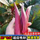 黃秋葵種子蔬菜紅秋葵四季播農家陽(yáng)臺盆栽特色蔬菜營(yíng)養四季易種植 紅秋葵種子【2包 約40?！? title=
