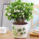 茉莉花盆栽 · 濃香型花卉 陽(yáng)臺室內綠植盆栽 辦公室花卉綠植 茉莉花8棵【帶花苞】+綠竹瓷盆 濃香型