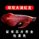 印尼純血紅龍魚(yú)活魚(yú)大湖辣椒金龍魚(yú)幼苗練手熱帶觀(guān)賞風(fēng)水銀龍魚(yú)苗 印尼純血大湖紅龍 16-20cm