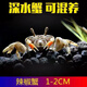 迷你蟹辣椒蟹寵物魚(yú)缸觀(guān)賞蟹淡水活體草缸可深水養殖小螃蟹除藻蟹 迷你辣椒蟹5只包活4只