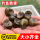 稻蝦村釣青魚(yú)脆螺鮮活掛鉤餌料螺螄薄殼釣魚(yú)螺打窩小號(hào)石螺螺絲翠螺田螺 4斤打窩石螺 2kg +半斤脆螺（5毛大小）