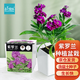 IAM City Farmer紫羅蘭DIY植物種植趣味盆栽室內種植好種易開(kāi)花桌面盆栽植物10093
