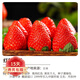 歐悟 四季草莓苗 奶油草莓秧帶盆帶土草莓樹(shù)苗庭院陽(yáng)臺盆栽地栽果樹(shù)苗 紅顏草莓20棵裸根帶泥 高度7-15cm