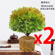 金絲楠木盆裁小葉赤楠盆景造型金絲楠木盆景小葉楨楠樹(shù)苗 2盆-五年【土球-不帶盆】 帶盆栽好