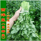 豆瓣菜種籽四季種植水生營(yíng)養蔬菜籽庭院陽(yáng)臺種西洋菜 西洋菜種子# 西洋菜種子#抗病高產(chǎn) 2包約1000粒