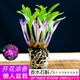 艾瑩七彩香水石斛蘭花四季開(kāi)花好養綠植濃香型石斛室內植物花卉盆栽 6苗連體 七彩石斛 裸根發(fā)貨