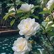 花俊茉莉花種子四季易種活室內(nèi)陽(yáng)臺(tái)花卉盆栽多年生花種子濃香四溢 梔子花30粒+肥
