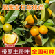 脆蜜金桔苗脆皮帶果耐寒橘子樹苗融安脆蜜金柑嫁接金桔樹樹苗帶土 脆蜜金桔（大果)純甜無酸 四年苗(強烈推薦)杯苗發(fā)貨