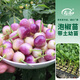 壽禾 辣椒苗各種椒苗壽光菜苗苗子朝天椒樹苗帶土發(fā)貨秋冬山東蔬菜苗 （六彩）七彩泡椒苗 6棵