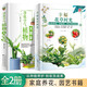 幸福花草時光+凈化空氣植物大圖鑒【全2冊】家庭養(yǎng)花、園藝書籍 家庭種花 種蔬菜