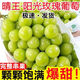 灃御園【順豐空運】韓國晴王陽(yáng)光玫瑰 香印青提進(jìn)口葡萄新鮮水果 【1整串】約1.7-1.8斤 精選大果