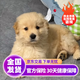 寵夢幻金毛幼犬純種寵物狗狗活體金毛犬成年大型尋回犬金毛健康幼崽 寵物級
