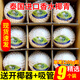 香果顏泰國(guó)香水椰青 原箱裝 生鮮水果 椰子大果 精選9個(gè)裝香水椰單果約1100g起