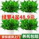 雙盟綠蘿盆栽除甲醛花卉綠植辦公室新房?jī)艋諝?80白豎紋4盆源頭直發(fā)