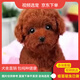 伊寵純種泰迪幼犬活體泰迪犬長(cháng)不大茶杯犬小型飛耳灰泰迪貴賓犬寵物狗 寵物級 公