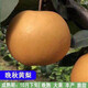 梨樹(shù)果苗嫁接苗當年結果四季翠冠紅啤特大彩虹梨南北方地栽梨樹(shù)苗 晚秋黃梨4年苗當年結果 81cm(含)-110cm(含)