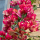 稀有三角梅新品四季開花幼苗盆栽陽(yáng)臺(tái)好養(yǎng)花卉基地 7號(hào)【印度畫報(bào)】 六年生枝條扦插成活【開花滿樹】