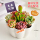 墨一三八節(jié)禮物多肉植物組合盆栽室內(nèi)好養(yǎng)辦公室桌面花卉幼兒園盆栽 花瓣盆B（贈插牌5件套） 帶盆栽好