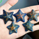 海星活體觀(guān)賞小海星水族寵物翻沙海燕派大星海缸小寵物海底生物 精品海燕海星2只[4-6cm]